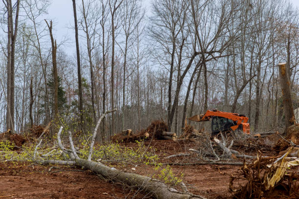 How Our Tree Care Process Works  in  Breckinridge Center, KY